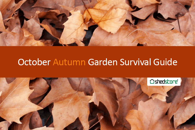 Autumn Garden Guide: October tasks