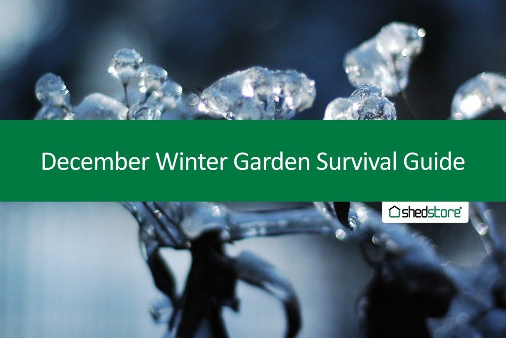 Winter Garden Survival Guide: December