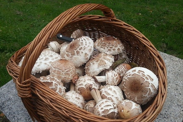 a brown basket of parasol mushrooms sitting on a table with grass it the background