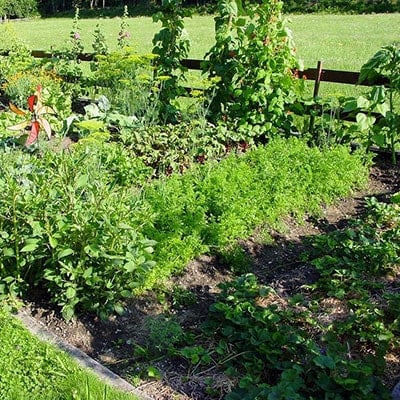 An Interview with The National Allotment Society