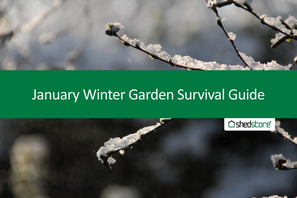 Winter Garden Survival Guide: January