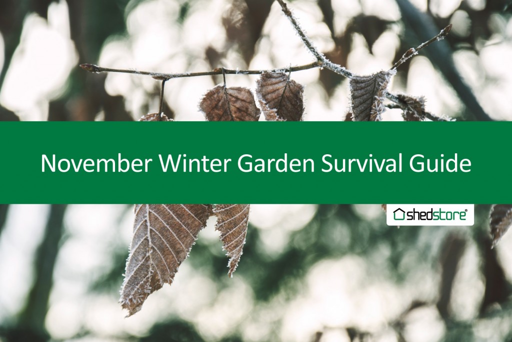 Winter Garden Survival Guide: November