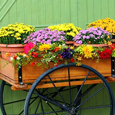 Container Gardening for Autumn