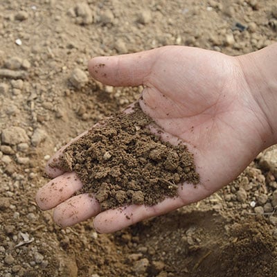 Everything You Need To Know About Soil 