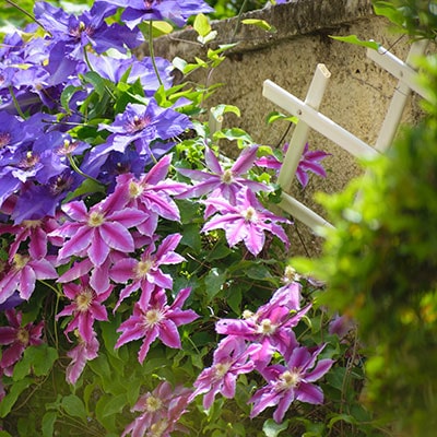 pink and purple flowers growing on wall trellis