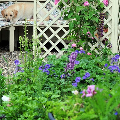 a dog relaxing on an arbour seat, which includes a trellis panel