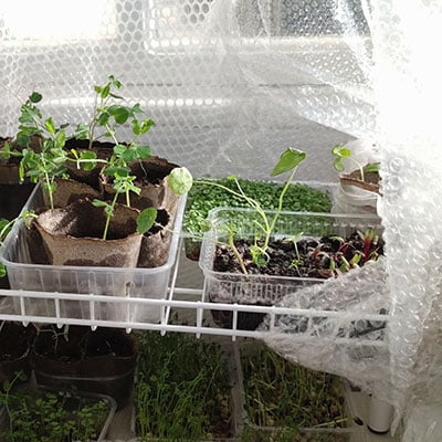 greenhouse plants insulated in bubble wrap