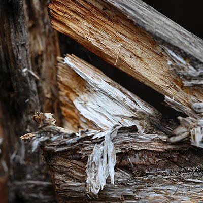 rotting wood