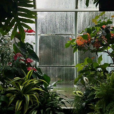 An assortment of plants in a greenhouse