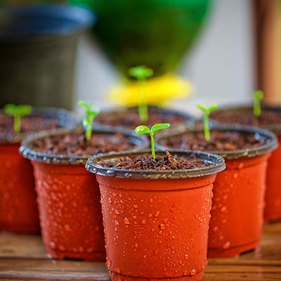 Seedlings in plant pots