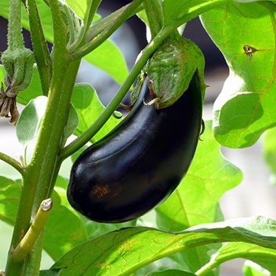 an aubergine plant