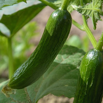 cucumbers growing in a greenhouse