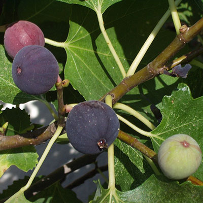 figs growing in a greenhouse