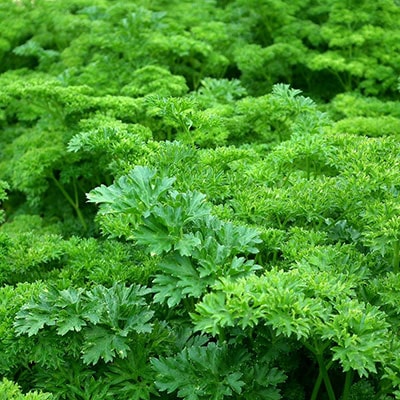 parsley growing in a greenhouse