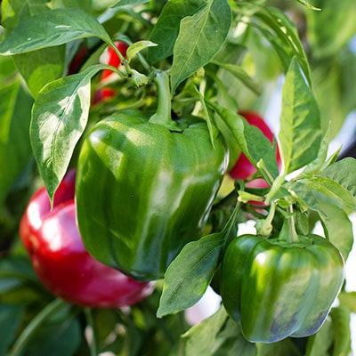 peppers growing in a greenhouse