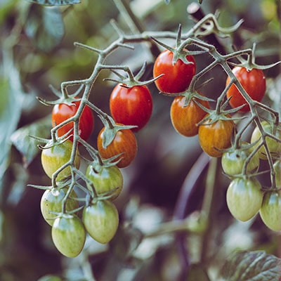 tomatoes on the vine growing in a greenhouse
