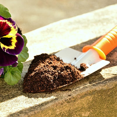 potting soil on a trowel and a pansy