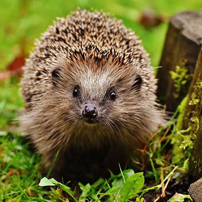 a hedgehog next to a garden border roll