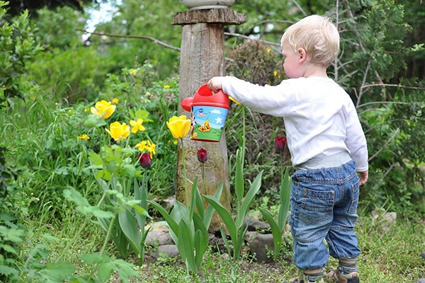 a toddler watering garden plants