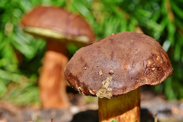 boletus mushroom close up