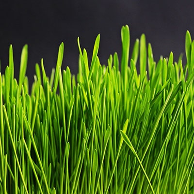A close up of green grass, commonly found in UK gardens