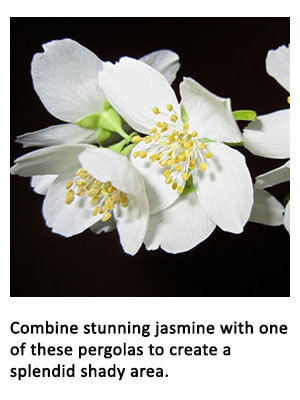 photo of a flower with the caption 'Combine stunning Jasmine with one of these pergolas to create a splendid shady area.'