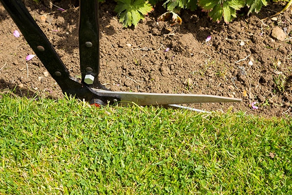 gardener edging a lawn