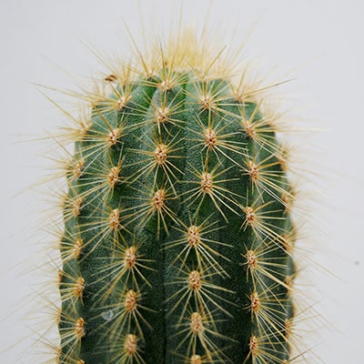 A cactus plant