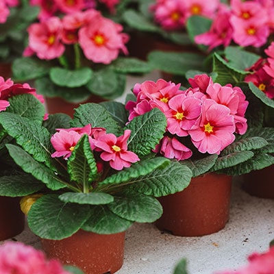 Potted red primrose flowers