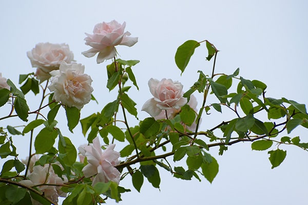rambling rose