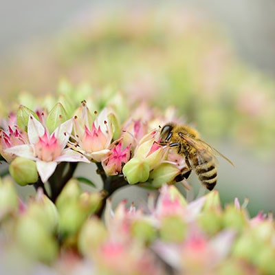 a bee taking pollen from sedums 