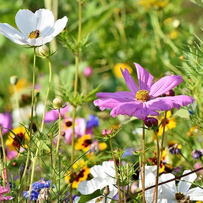 a wildflower meadow