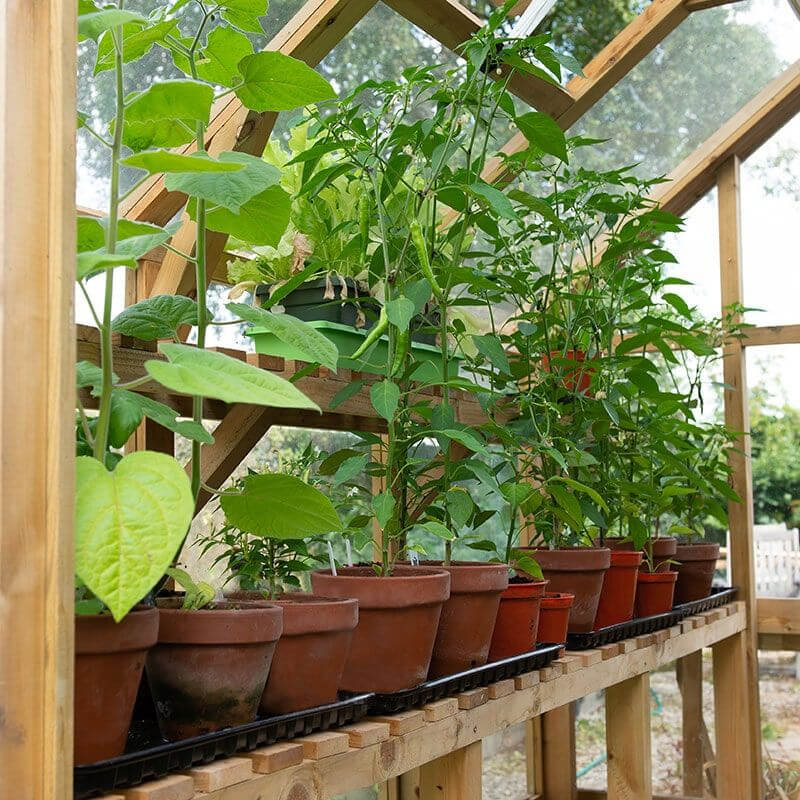 A photo of Several potted plants inside a wooden greenhouse