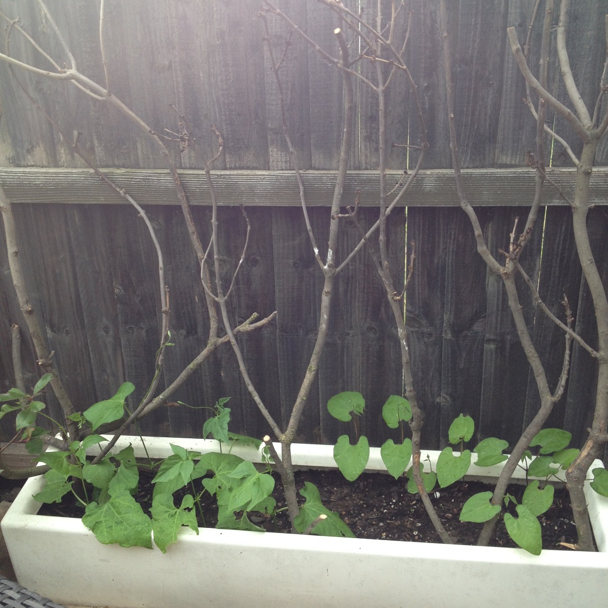 Growing beans in a trough