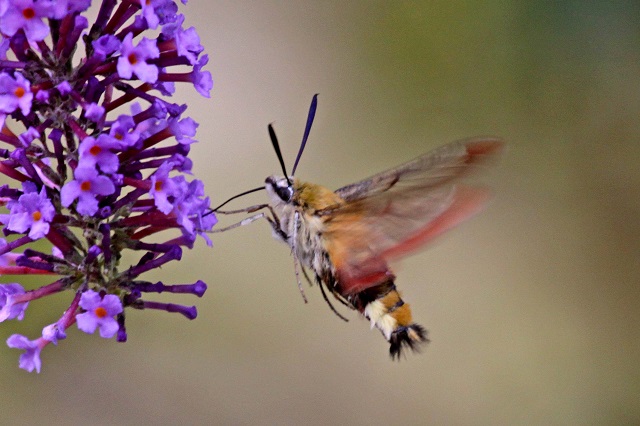 Broad bordered bee moth