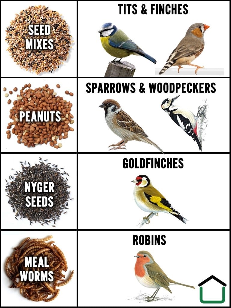 Bird Feed Infographic