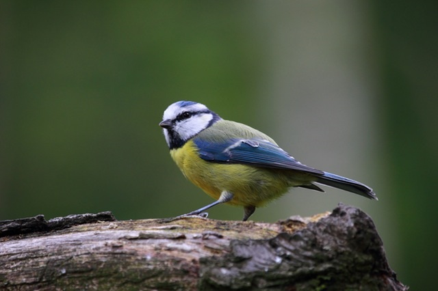 blue-tit-bird-on-log