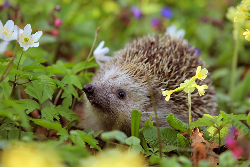 hedgehog in garden