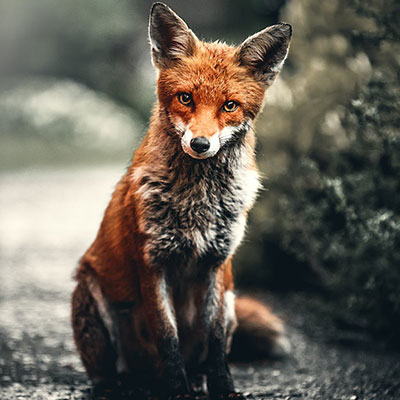 a fox sitting in a road by a bush staring into the camera