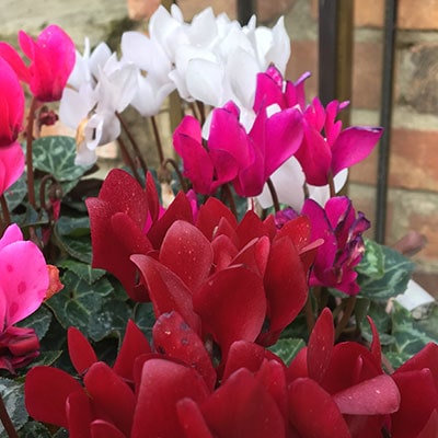 Red, pink and white cyclamen 