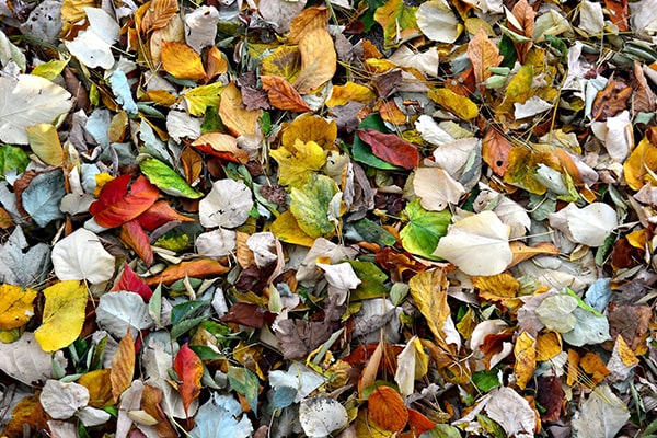 pile of multi-coloured leaves