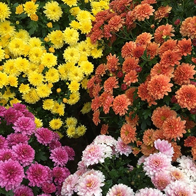 Yellow, orange, pink and purple chrysanthemums
