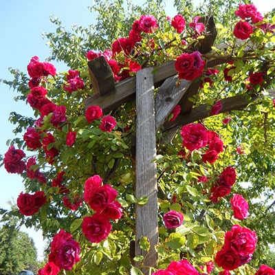 red climbing roses