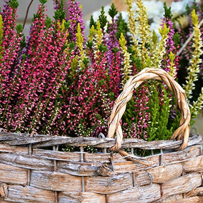 a wicker container of heather