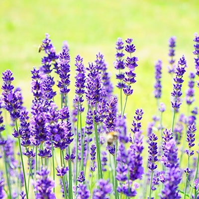 lavender in a garden border